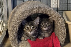 Abby-Sabrina