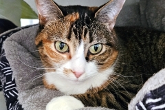 Astrid