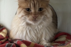 Charley