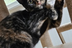 Cinder
