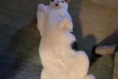 Ferganann