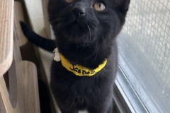 Jasper