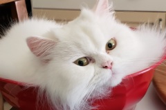 Maya