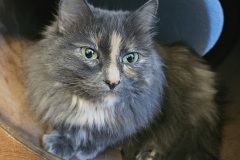 Sadie-1
