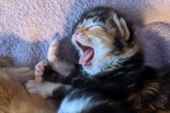 aurora-yawning