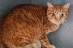 bosco