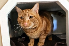 garfield01