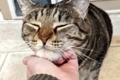 gracie-chin-scritches