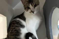 juju