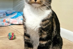 juno