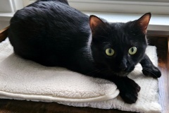 luna